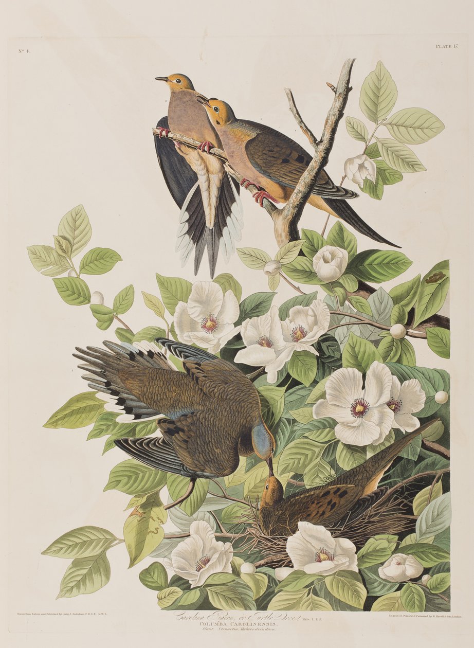 Kuvitus elokuvasta "Birds of America" tekijältä John James Audubon