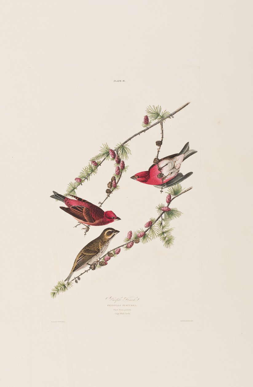 Kuvitus elokuvasta "Birds of America" tekijältä John James Audubon