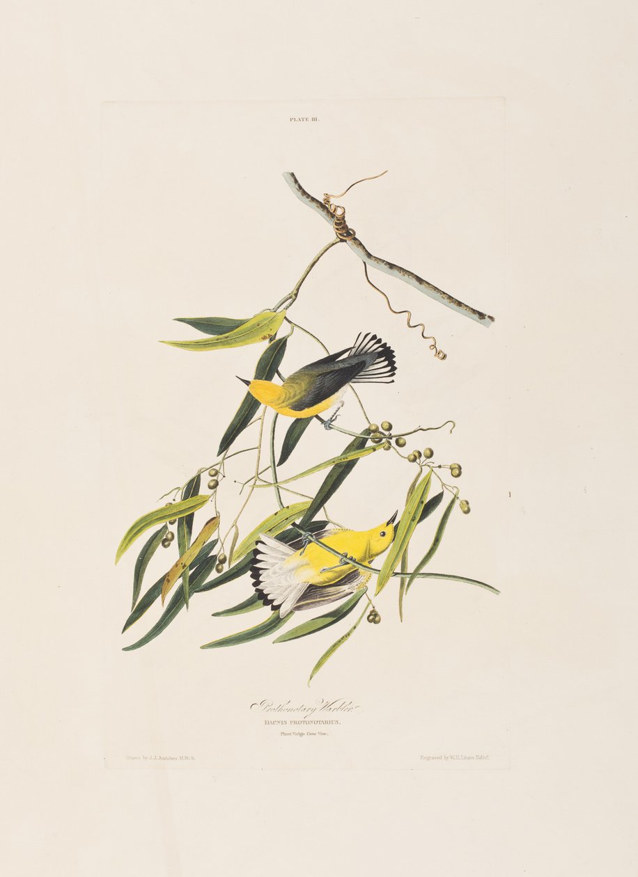 Kuvitus elokuvasta "Birds of America" tekijältä John James Audubon
