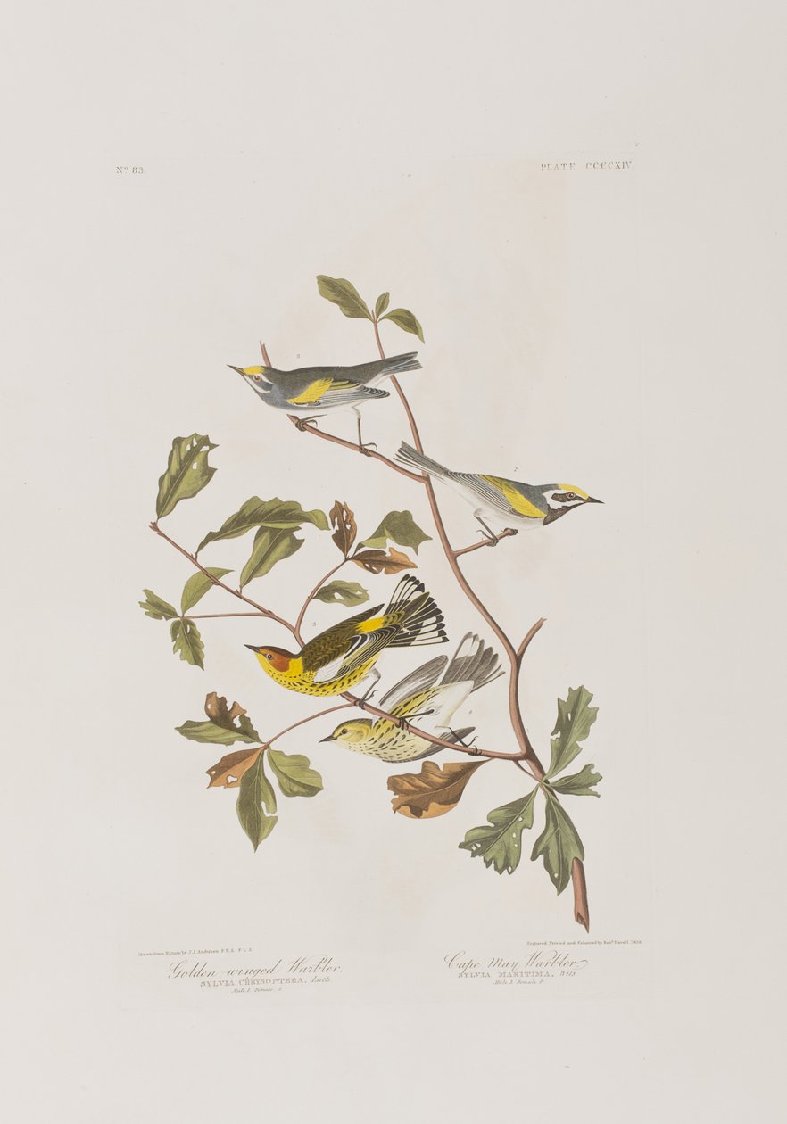 Il·lustració de 