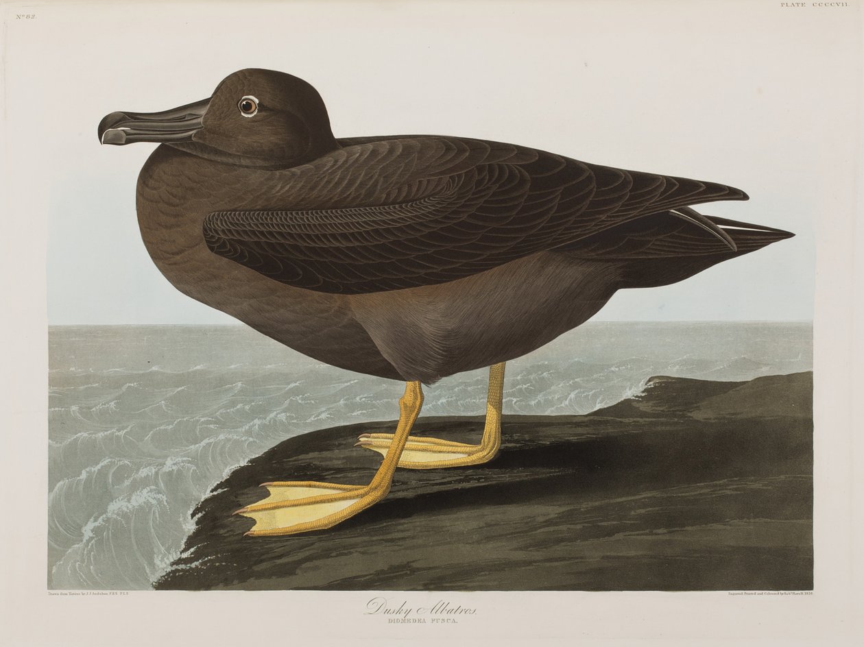 Kuvitus elokuvasta "Birds of America" tekijältä John James Audubon