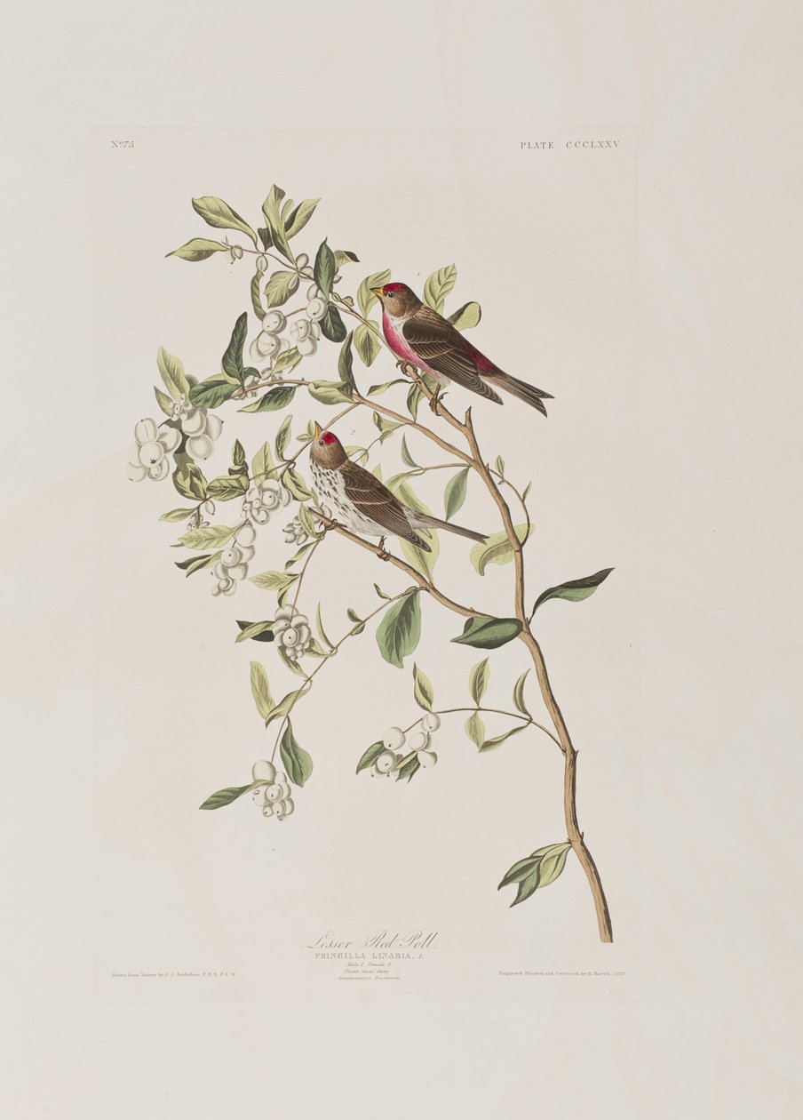 Kuvitus elokuvasta "Birds of America" tekijältä John James Audubon