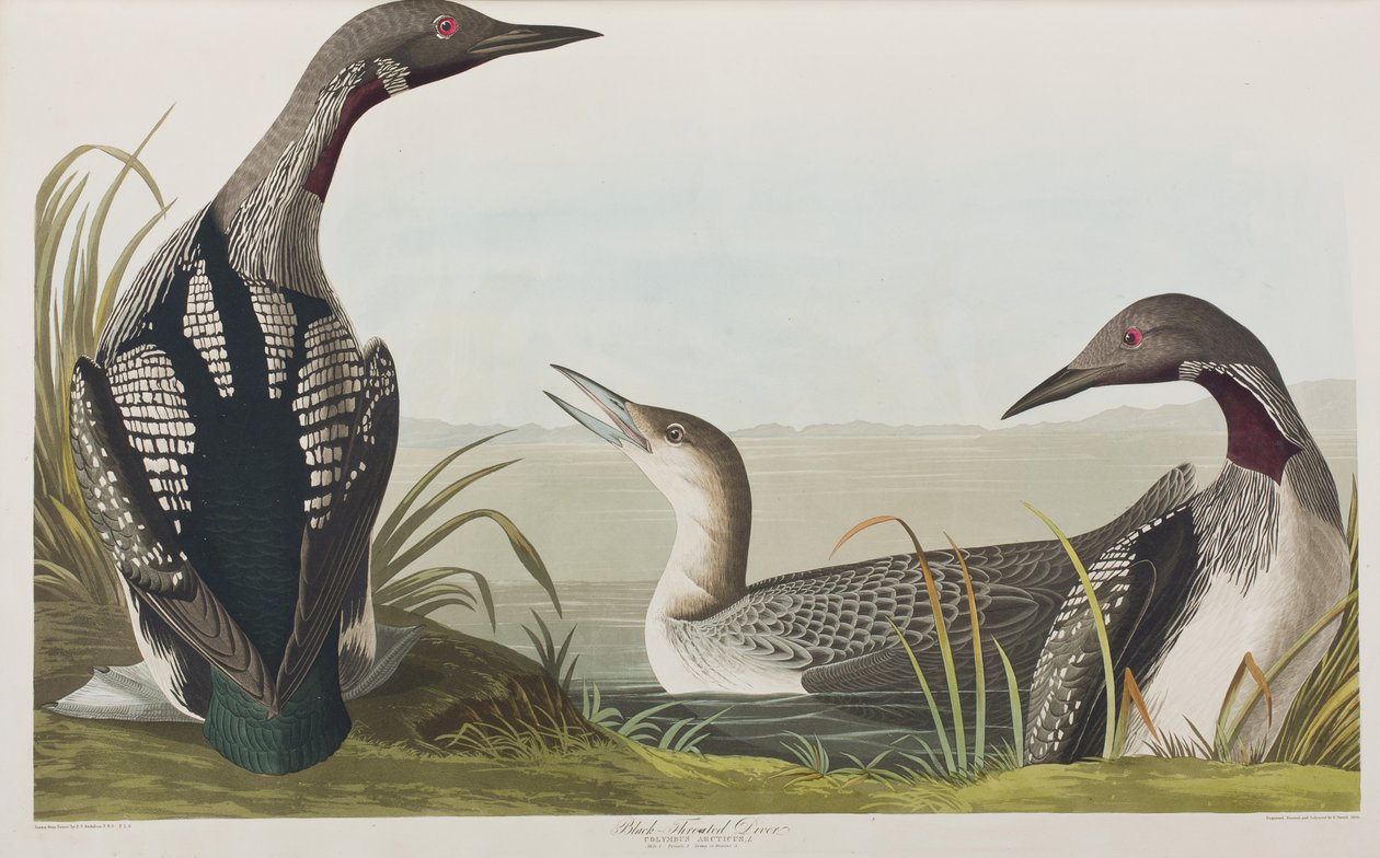Kuvitus elokuvasta "Birds of America" tekijältä John James Audubon
