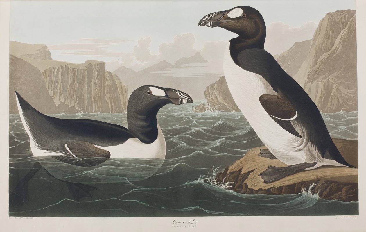 aKuvitus elokuvasta "Birds of America" tekijältä John James Audubon