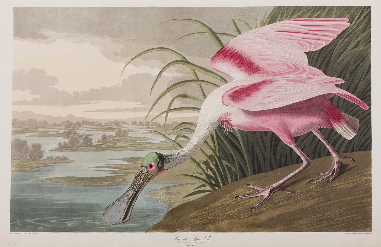 Kuvitus elokuvasta "Birds of America" tekijältä John James Audubon