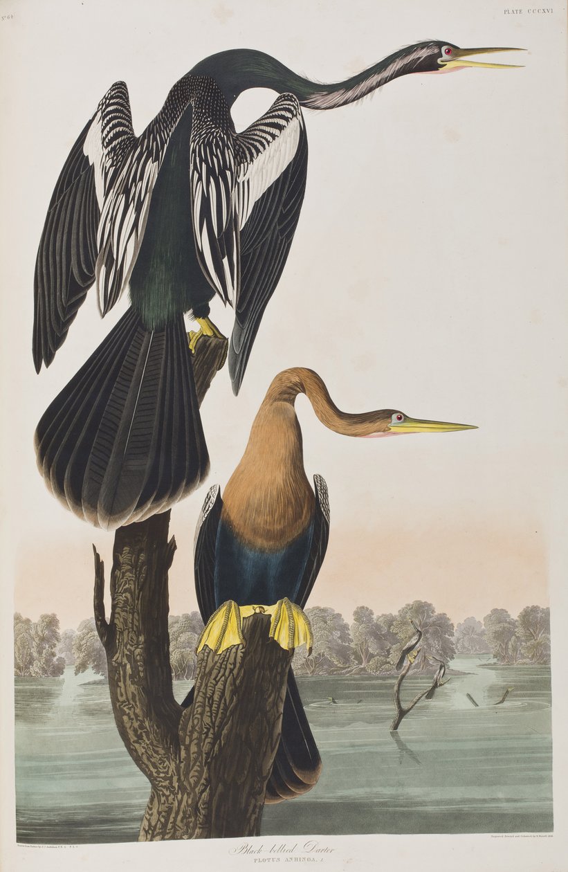 Kuvitus elokuvasta "Birds of America" tekijältä John James Audubon