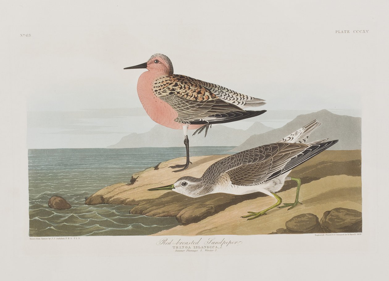Kuvitus elokuvasta "Birds of America" tekijältä John James Audubon