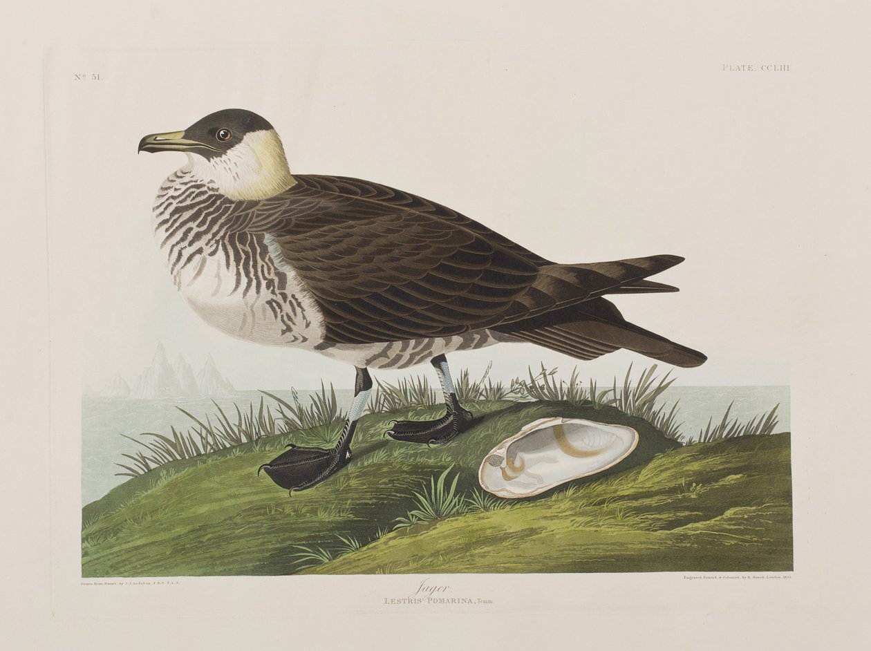 Kuvitus elokuvasta "Birds of America" tekijältä John James Audubon