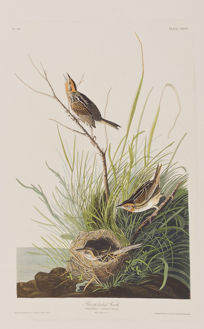Kuvitus elokuvasta "Birds of America" tekijältä John James Audubon