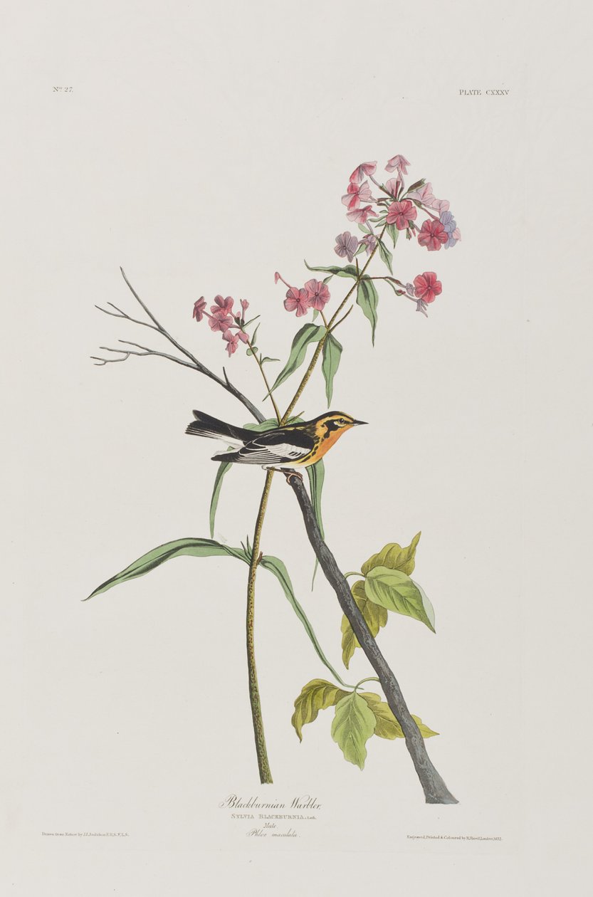 Kuvitus elokuvasta "Birds of America" tekijältä John James Audubon
