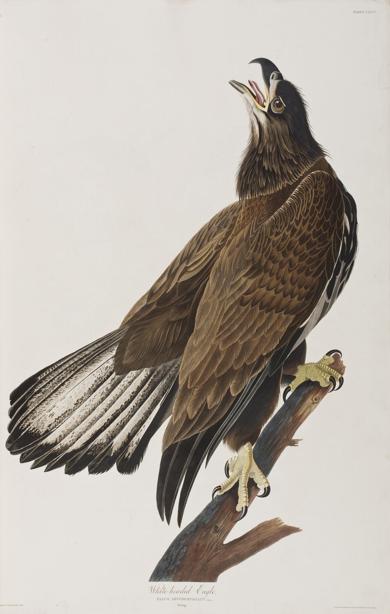 Kuvitus elokuvasta "Birds of America" tekijältä John James Audubon