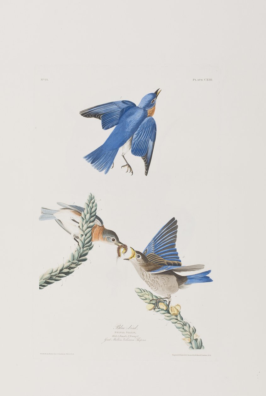 Kuvitus elokuvasta "Birds of America" tekijältä John James Audubon