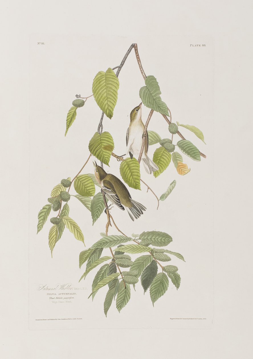 Kuvitus elokuvasta "Birds of America" tekijältä John James Audubon