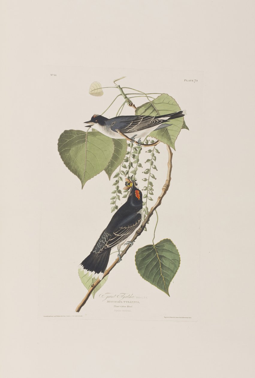 Kuvitus elokuvasta "Birds of America" tekijältä John James Audubon