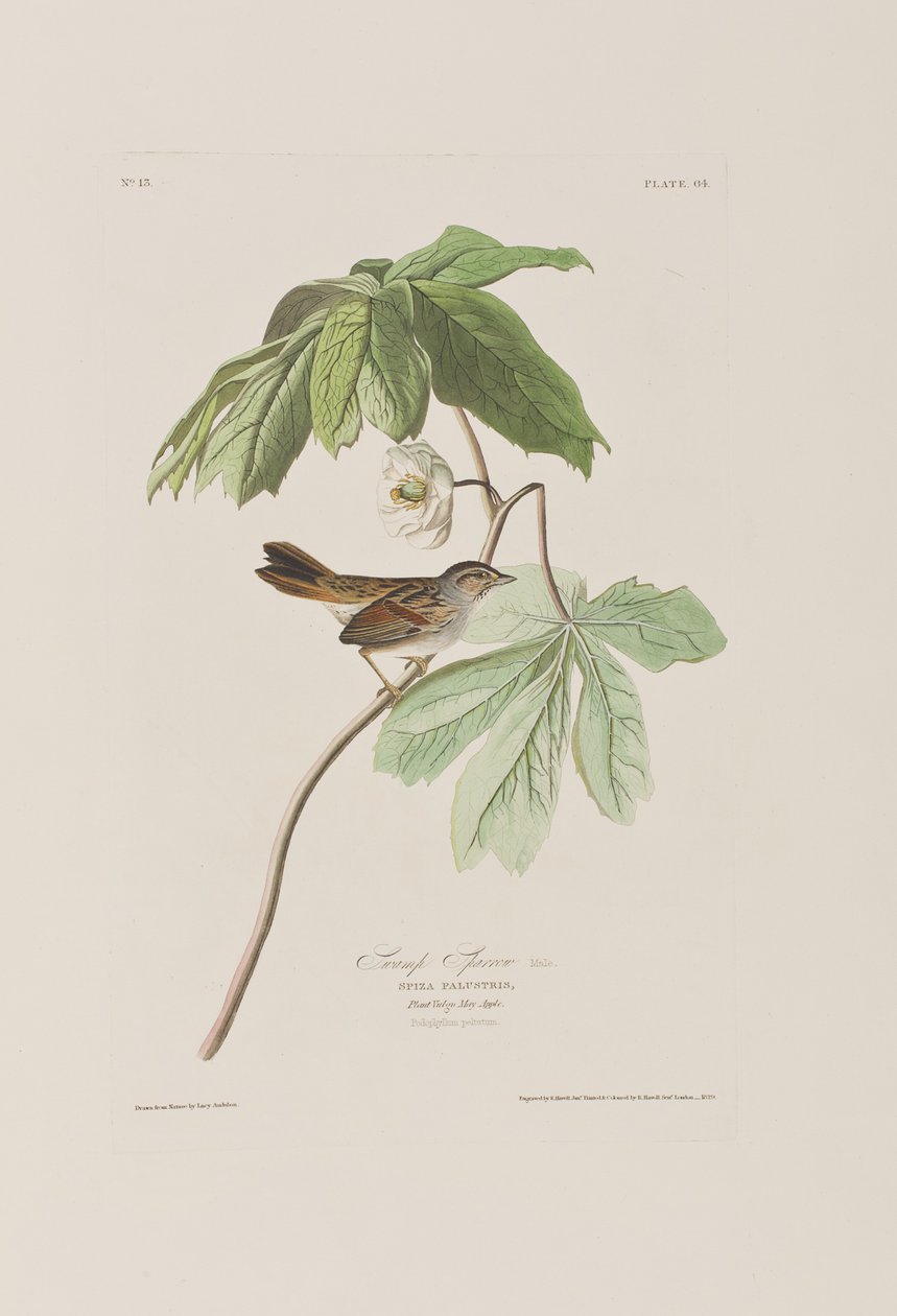 Kuvitus elokuvasta "Birds of America" tekijältä John James Audubon