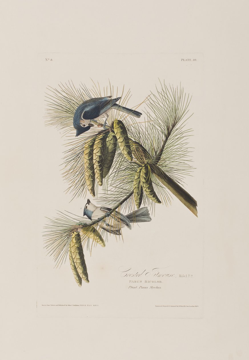 Kuvitus elokuvasta "Birds of America" tekijältä John James Audubon