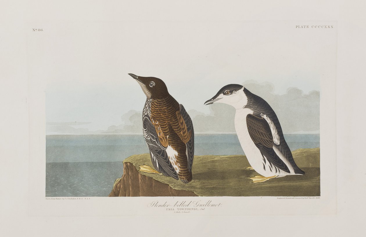 Kuvitus elokuvasta "Birds of America" tekijältä John James Audubon