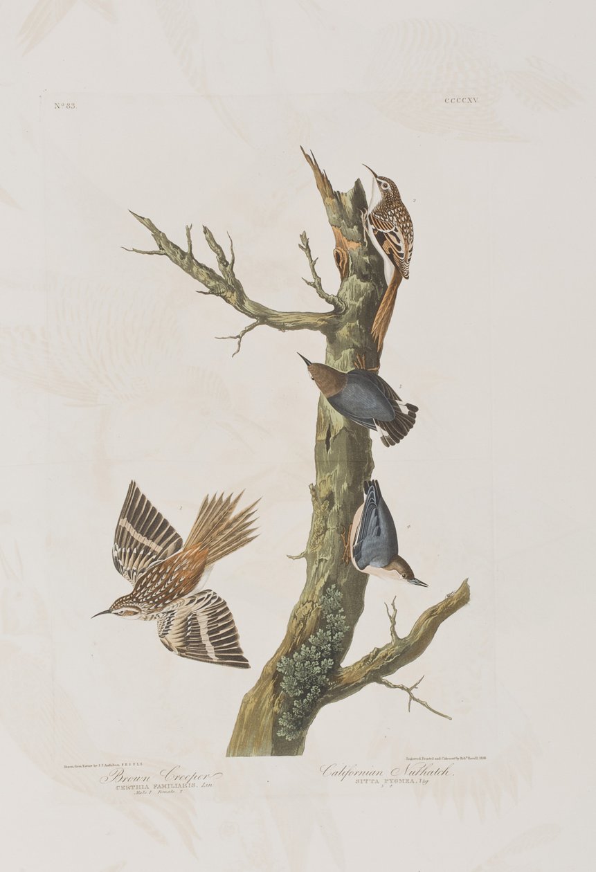 Kuvitus elokuvasta "Birds of America" tekijältä John James Audubon
