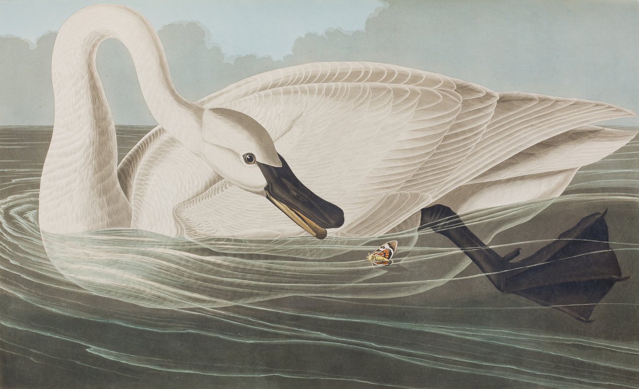 Kuvitus elokuvasta "Birds of America" tekijältä John James Audubon