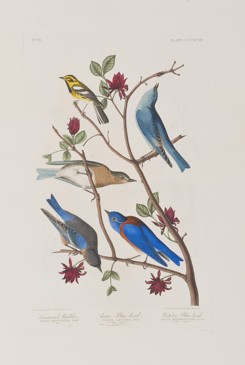 Kuvitus elokuvasta "Birds of America" tekijältä John James Audubon