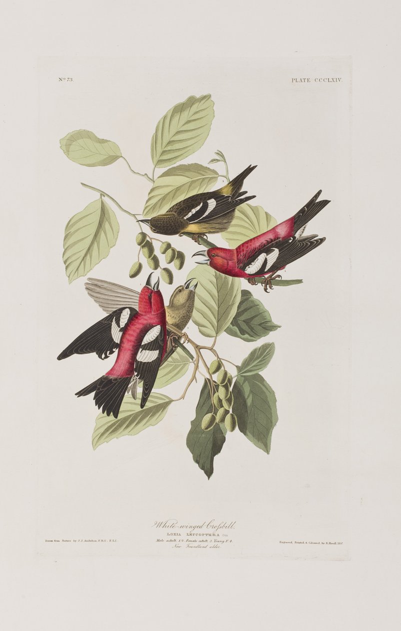 Kuvitus elokuvasta "Birds of America" tekijältä John James Audubon