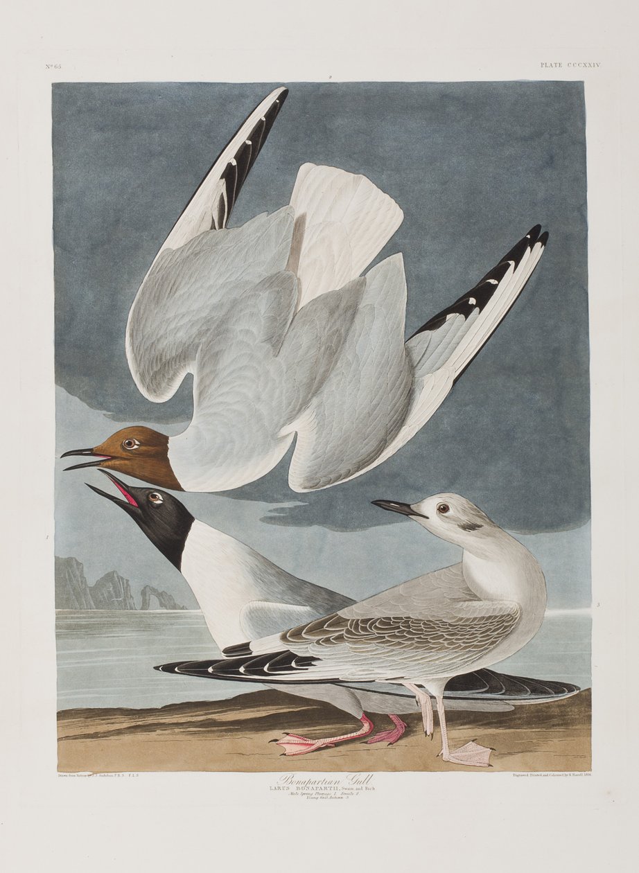 Kuvitus elokuvasta "Birds of America" tekijältä John James Audubon