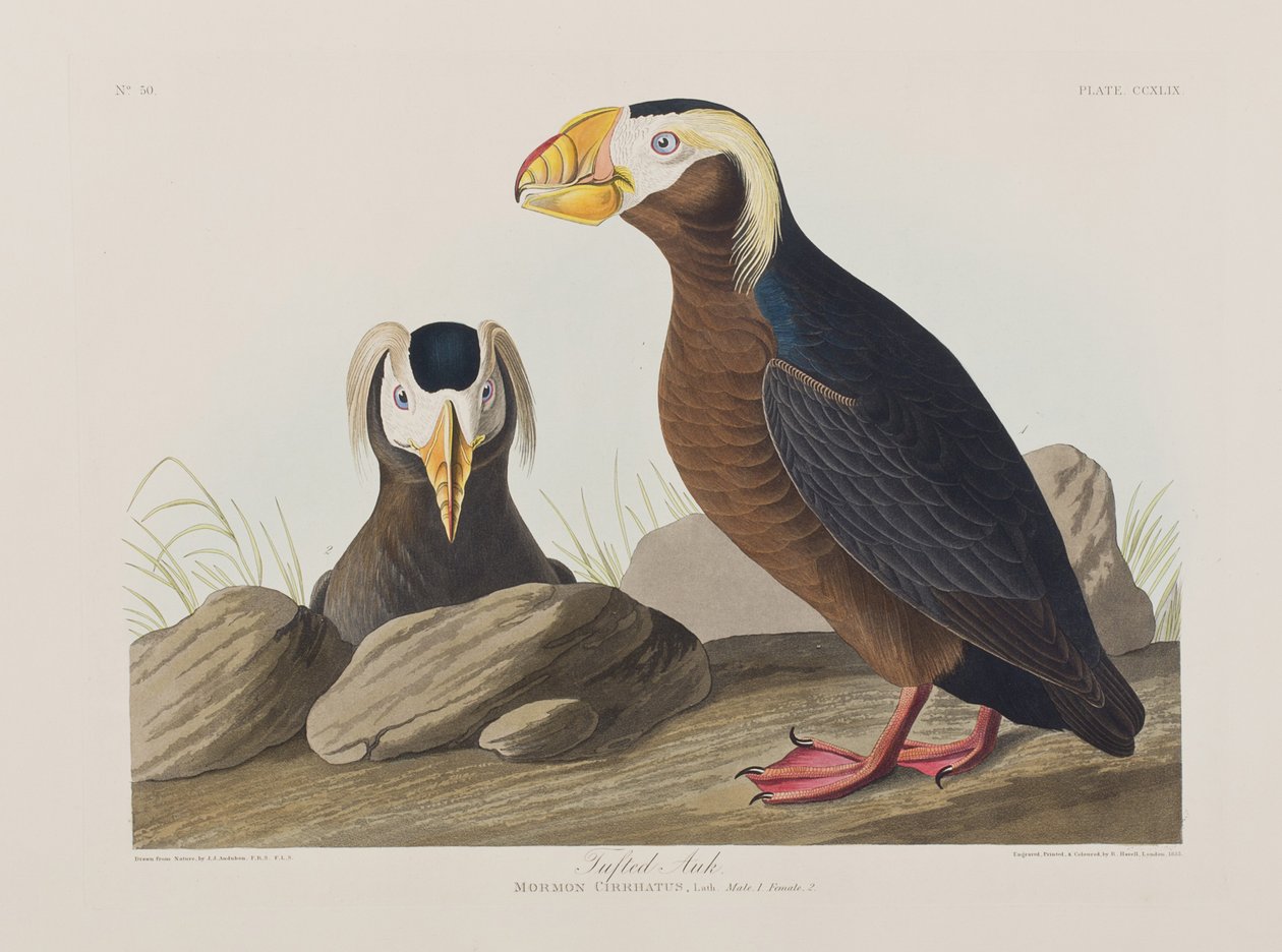 Kuvitus elokuvasta "Birds of America" tekijältä John James Audubon
