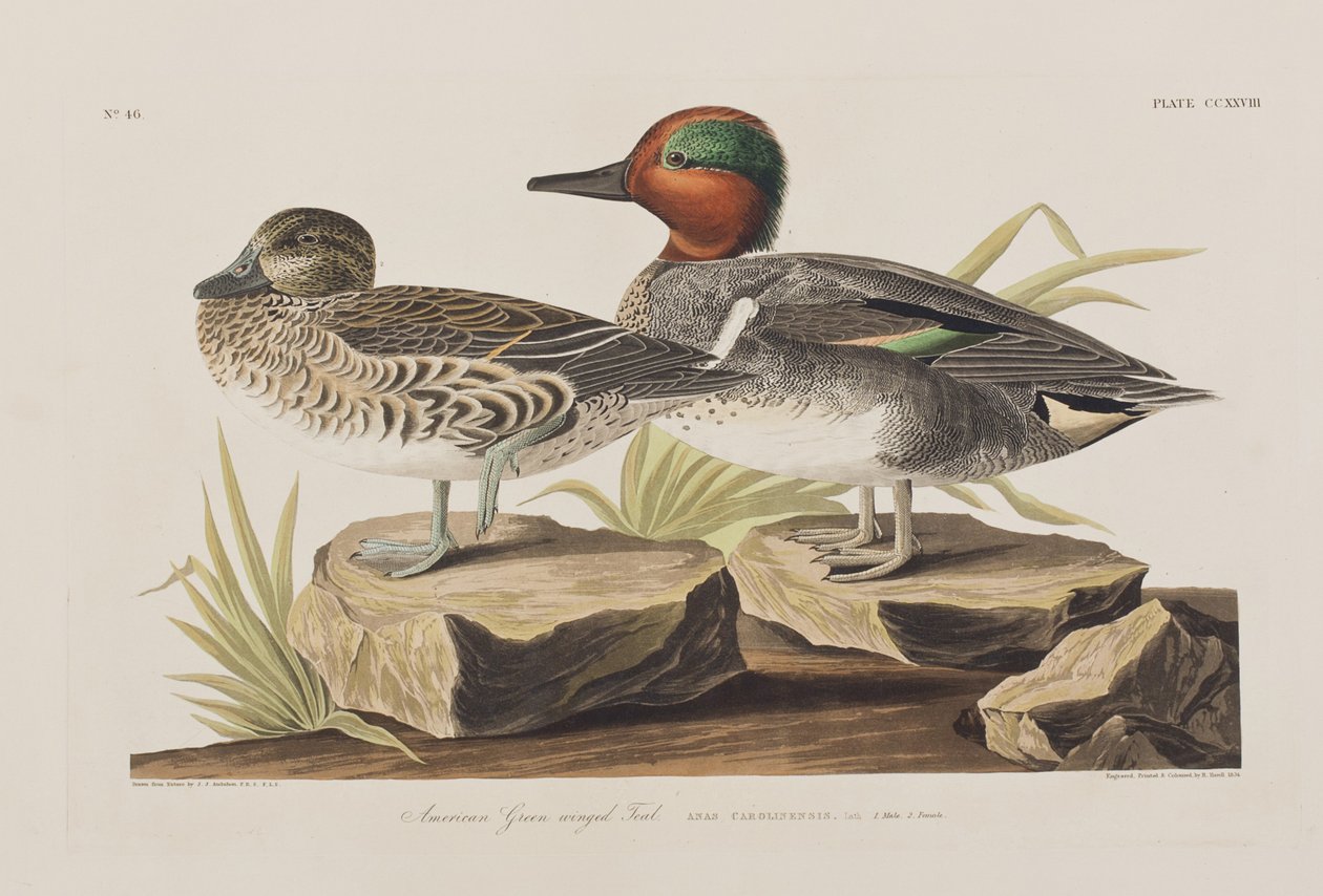 Kuvitus elokuvasta "Birds of America" tekijältä John James Audubon