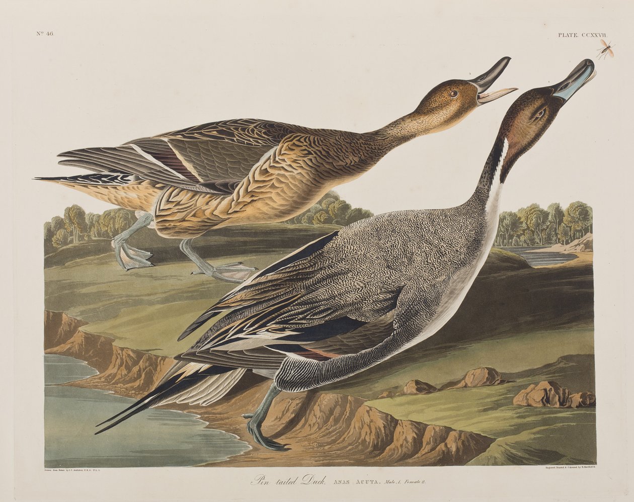 Kuvitus elokuvasta "Birds of America" tekijältä John James Audubon