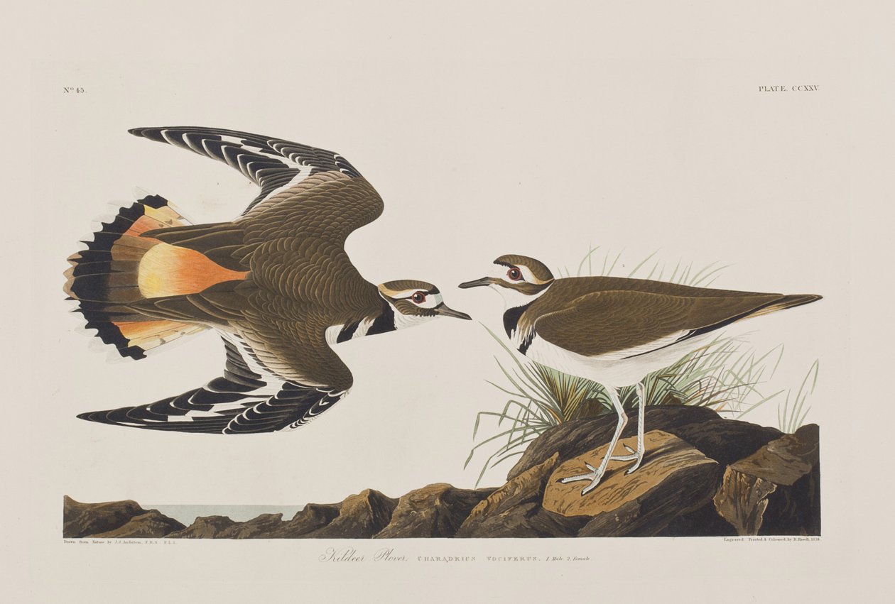 Kuvitus elokuvasta "Birds of America" tekijältä John James Audubon