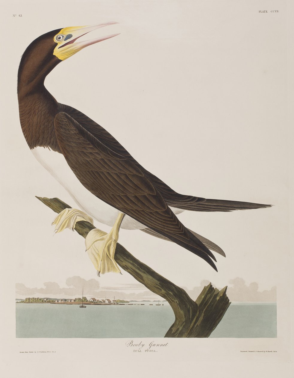 Kuvitus elokuvasta "Birds of America" tekijältä John James Audubon