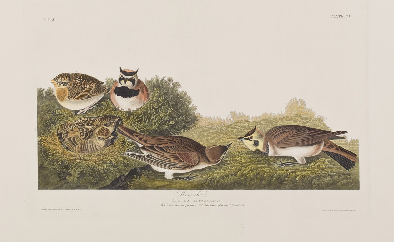 Kuvitus elokuvasta "Birds of America" tekijältä John James Audubon