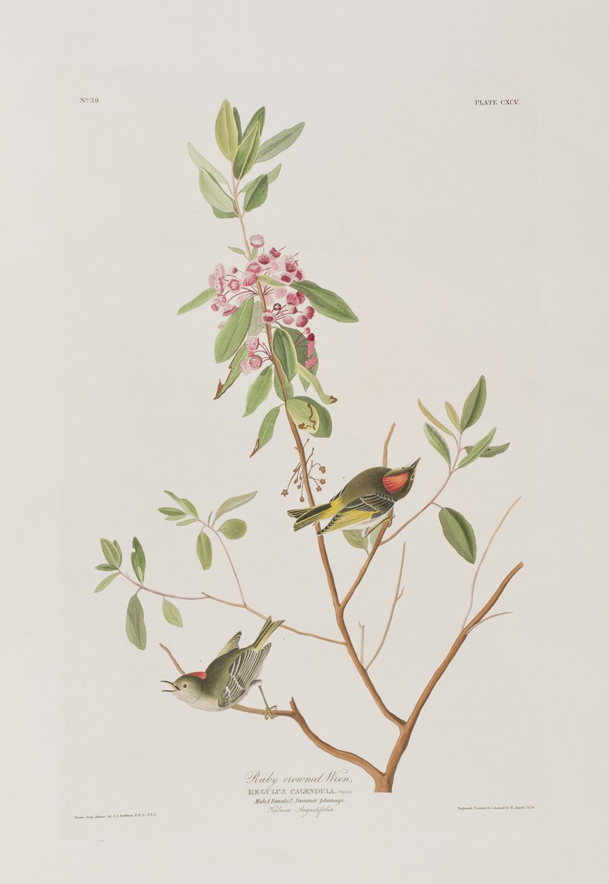 Kuvitus elokuvasta "Birds of America" tekijältä John James Audubon