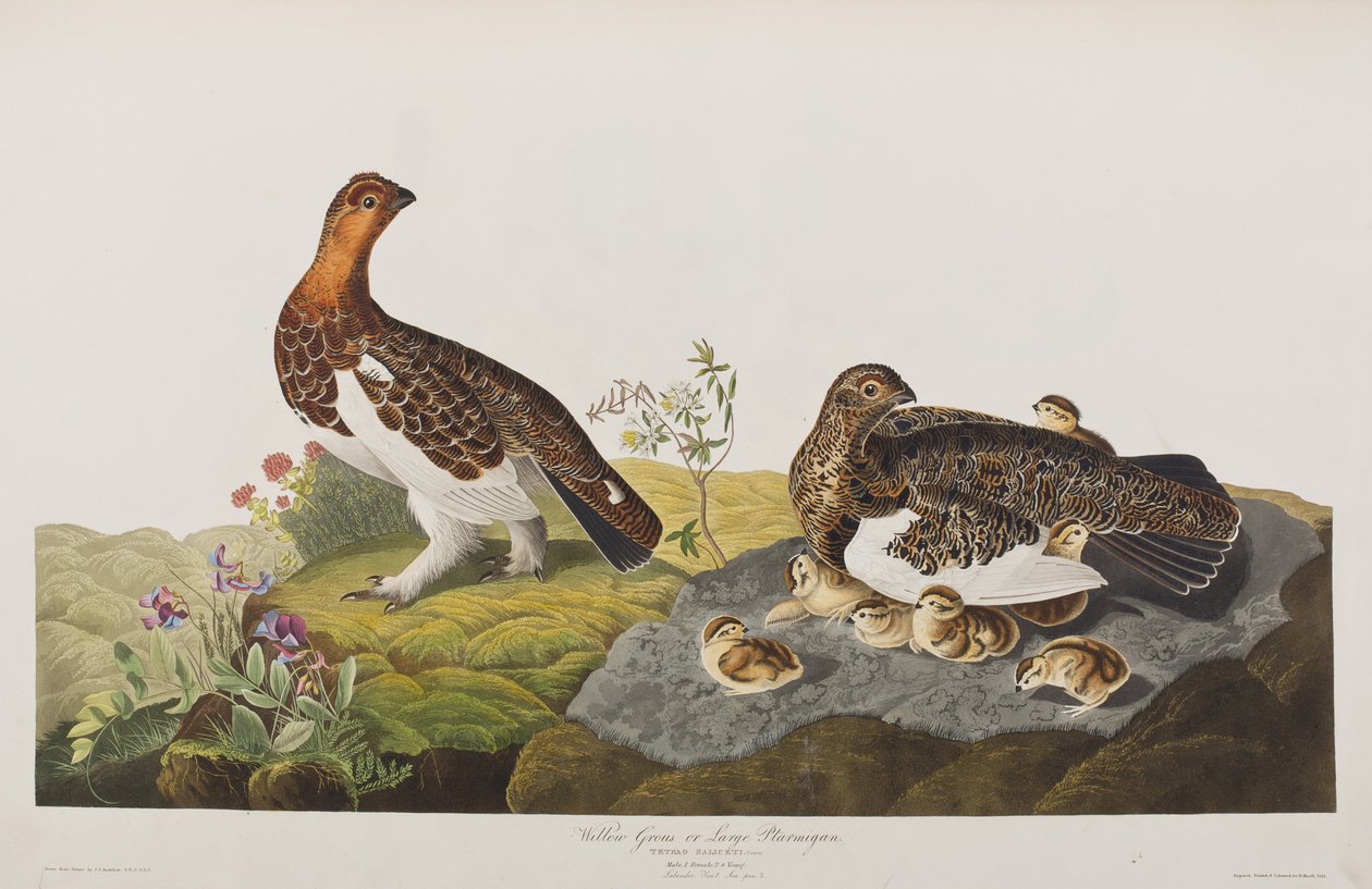 Kuvitus elokuvasta "Birds of America" tekijältä John James Audubon