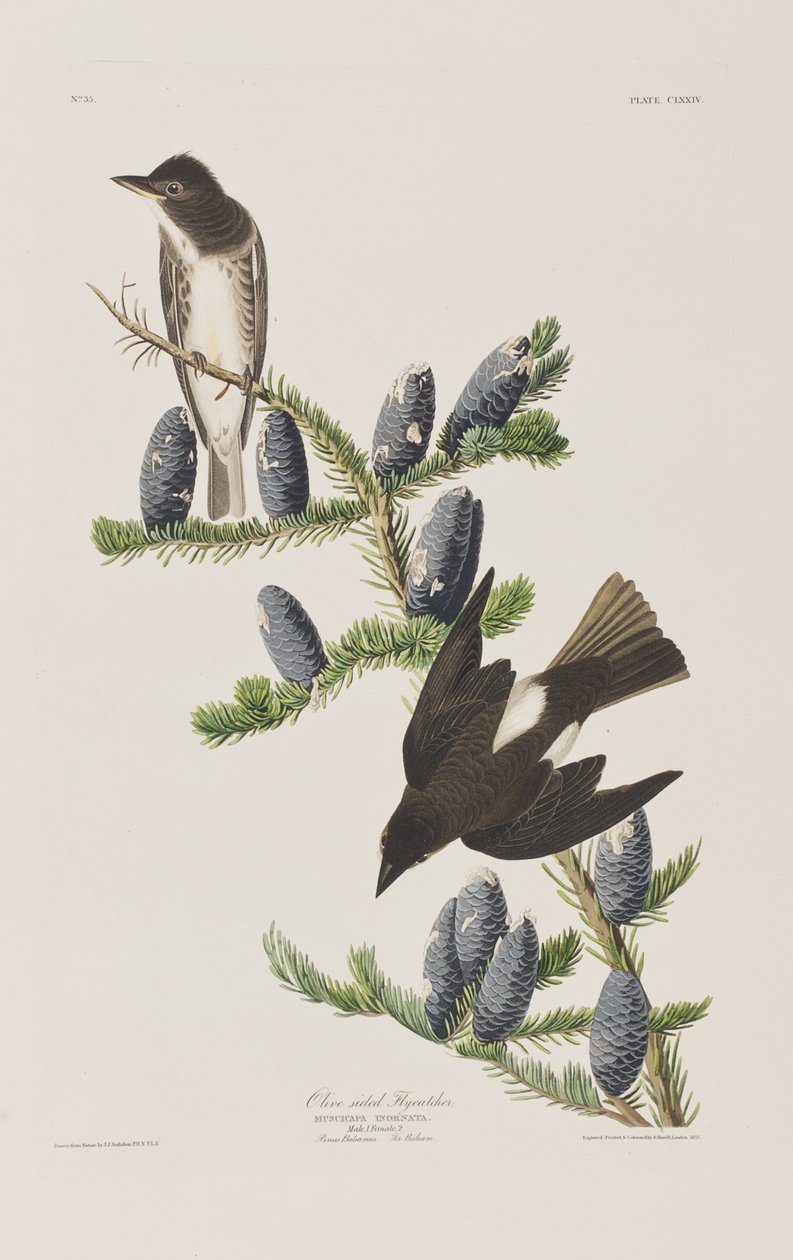 Kuvitus elokuvasta "Birds of America" tekijältä John James Audubon