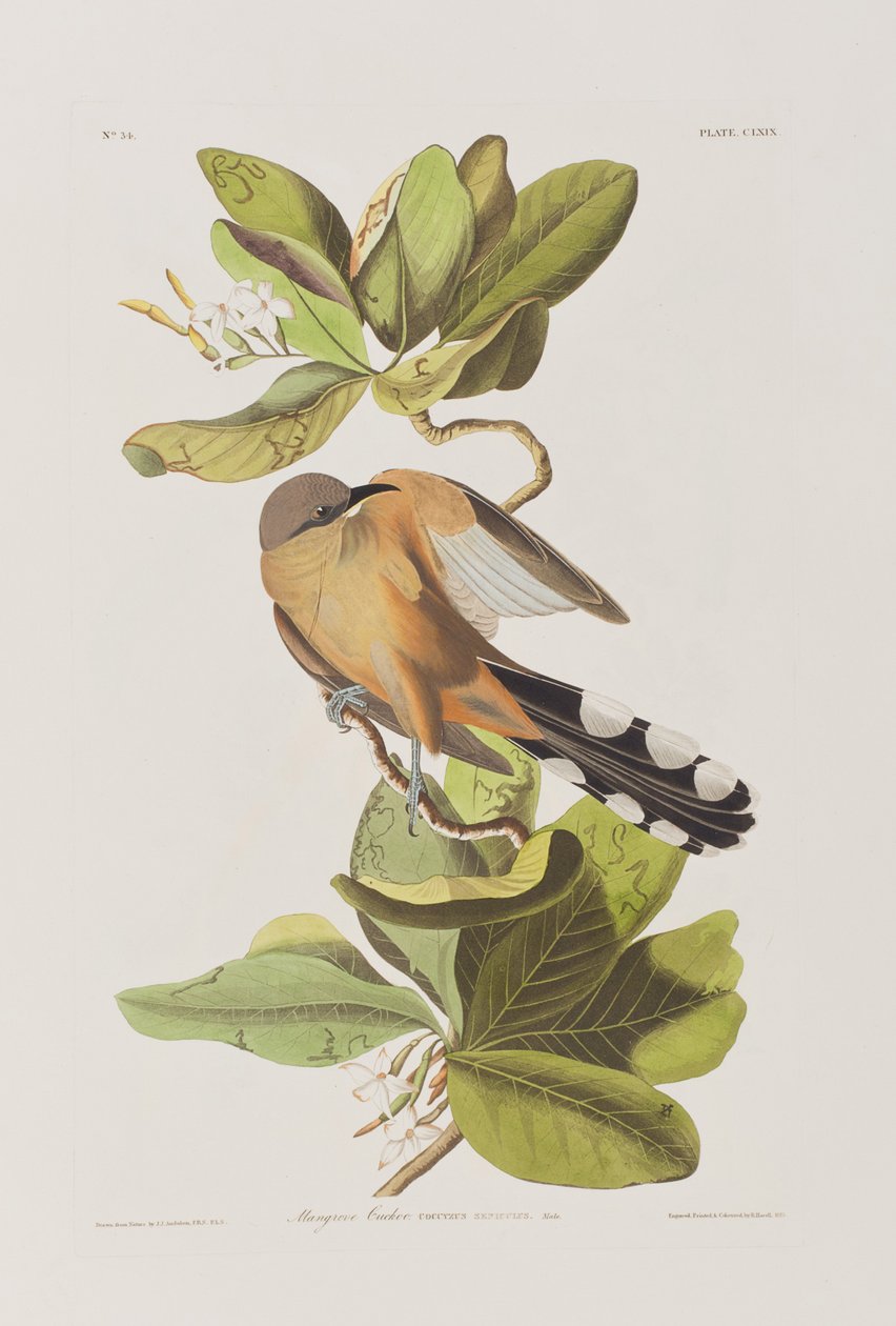 Kuvitus elokuvasta "Birds of America" tekijältä John James Audubon