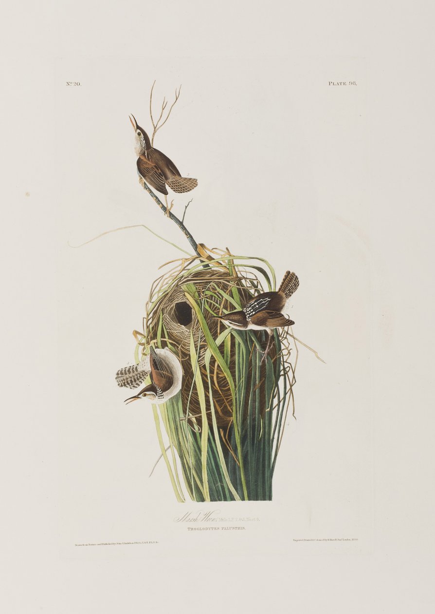 Il·lustració de 