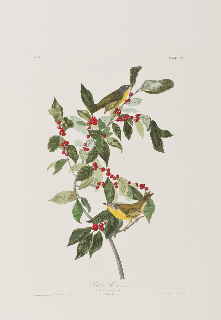 Kuvitus elokuvasta "Birds of America" tekijältä John James Audubon