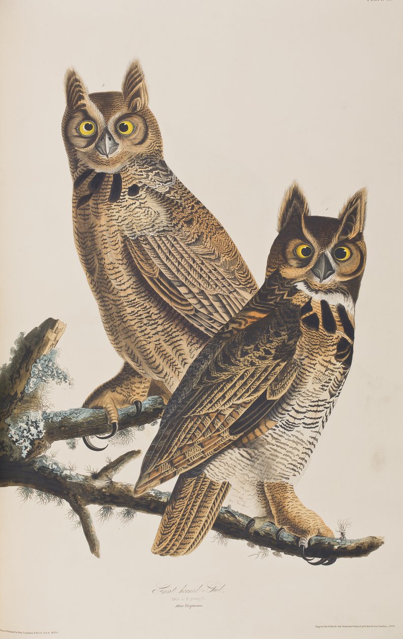 Kuvitus elokuvasta "Birds of America" tekijältä John James Audubon