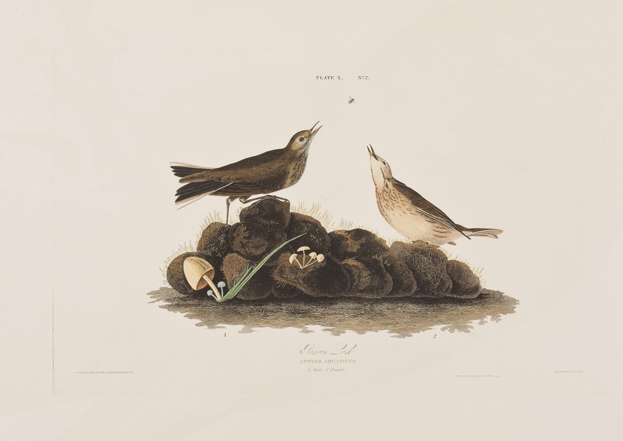 Kuvitus elokuvasta "Birds of America" tekijältä John James Audubon