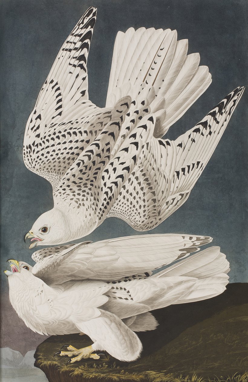 Kuvitus elokuvasta "Birds of America" tekijältä John James Audubon