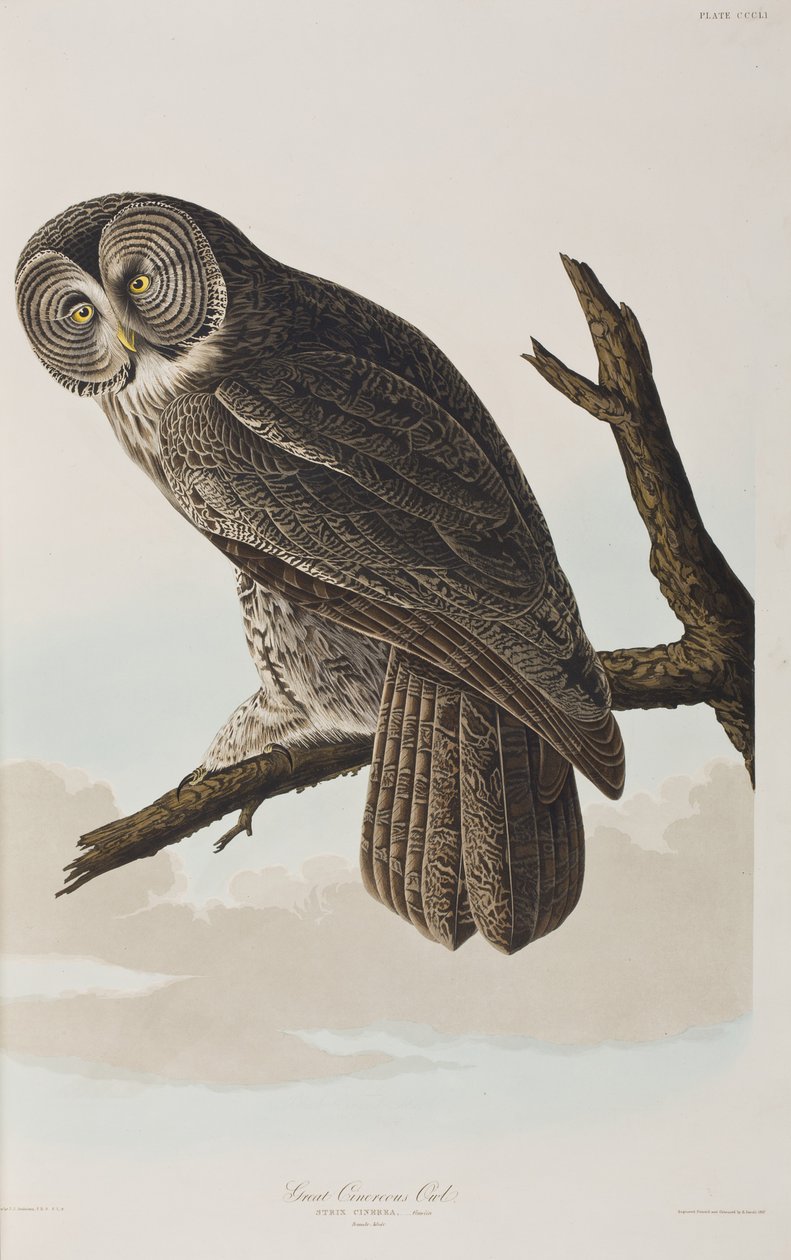Kuvitus elokuvasta "Birds of America" tekijältä John James Audubon