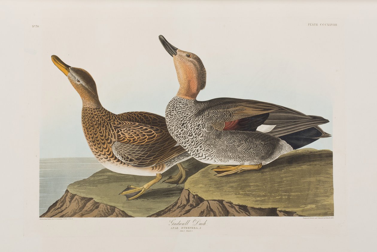 Kuvitus elokuvasta "Birds of America" tekijältä John James Audubon