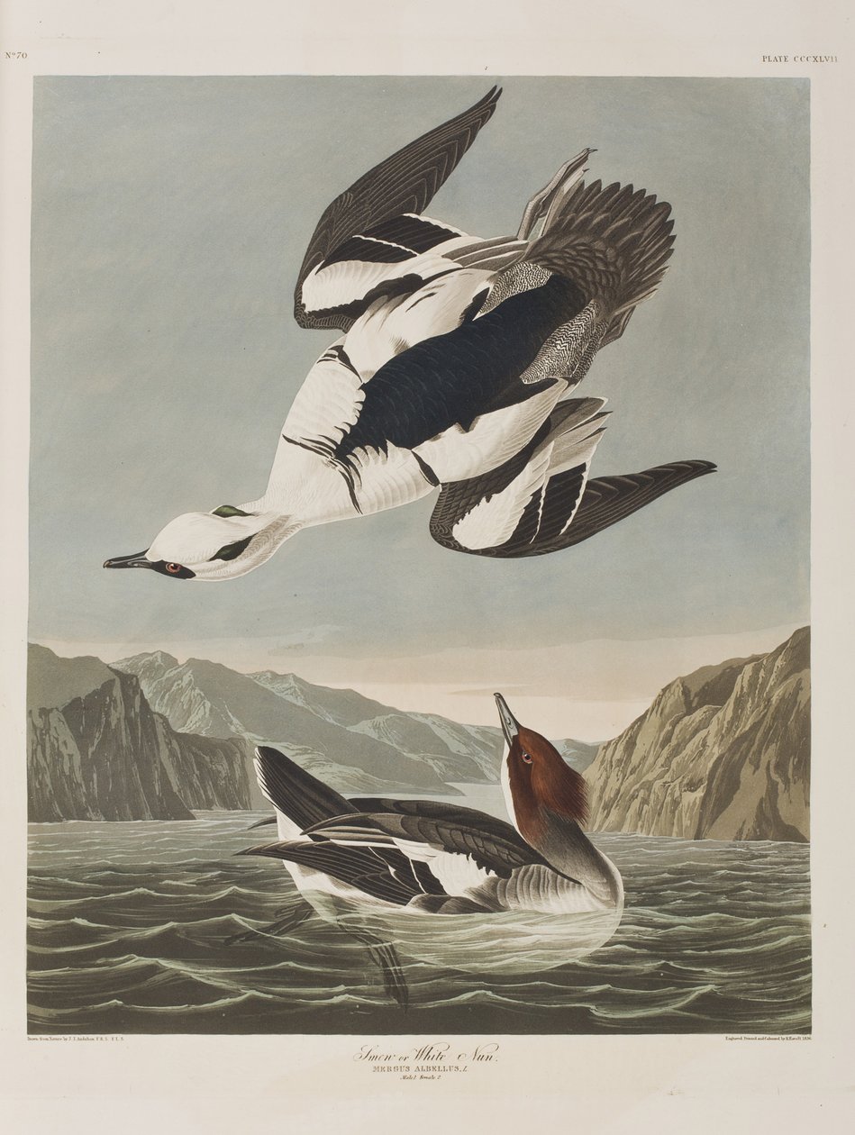 Kuvitus elokuvasta "Birds of America" tekijältä John James Audubon