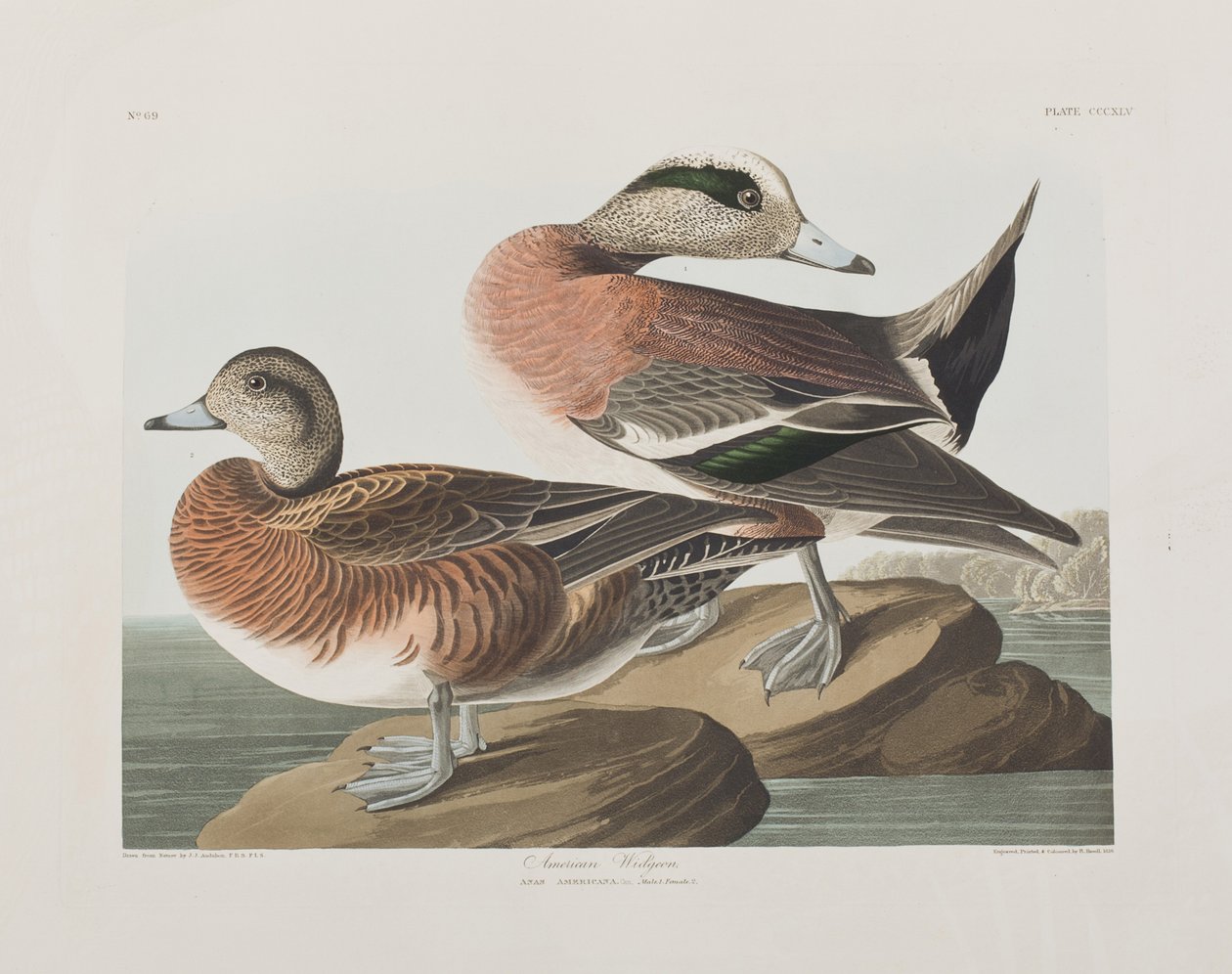 Kuvitus elokuvasta "Birds of America" tekijältä John James Audubon