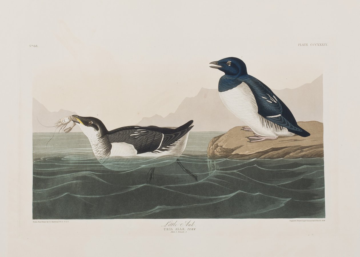 Kuvitus elokuvasta "Birds of America" tekijältä John James Audubon