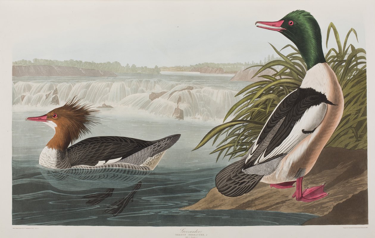 Kuvitus elokuvasta "Birds of America" tekijältä John James Audubon