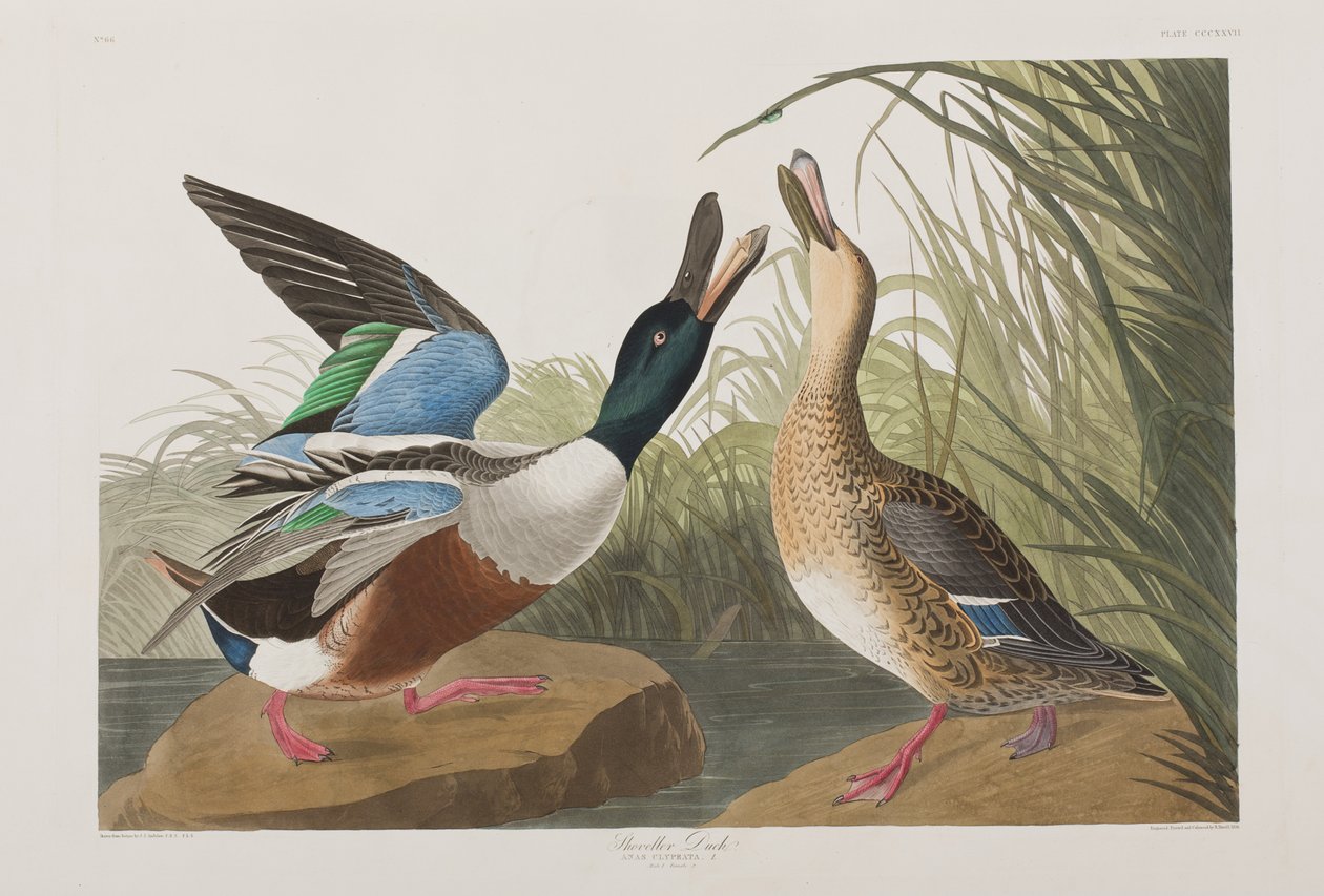 Kuvitus elokuvasta "Birds of America" tekijältä John James Audubon