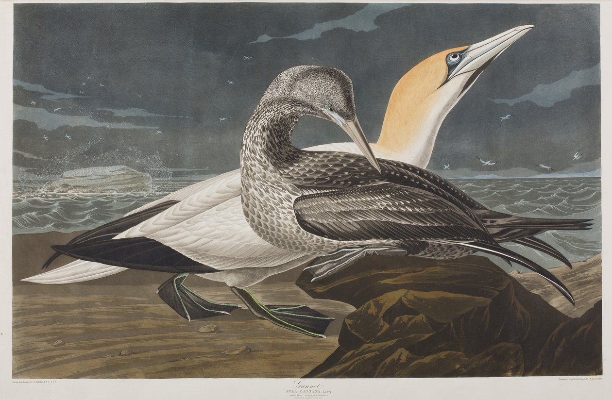 Kuvitus elokuvasta "Birds of America" tekijältä John James Audubon