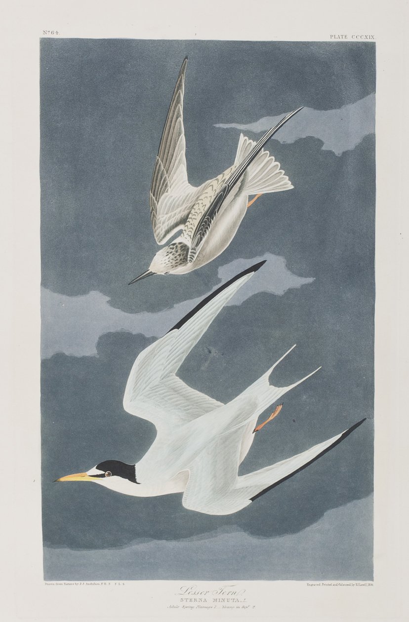 Kuvitus elokuvasta "Birds of America" tekijältä John James Audubon